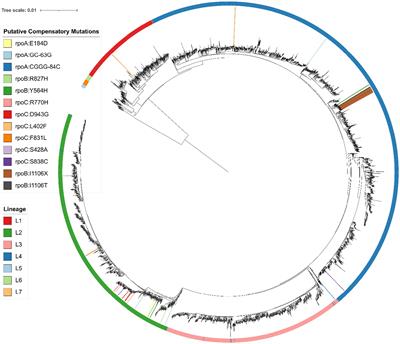 Novel and reported compensatory mutations in rpoABC genes found in drug resistant tuberculosis outbreaks